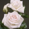 Rose Swan Lake - Climbing Rose