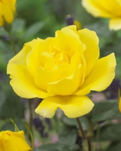 Rose Golden Showers - Climbing Rose