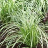 Carex Silver Sceptre - Pack Of THREE Plants