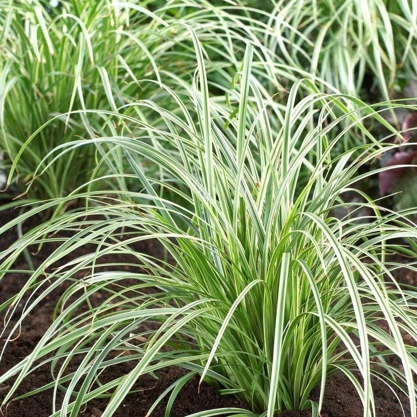 Carex Silver Sceptre - Pack Of THREE Plants 1 Carex Silver Sceptre - Pack Of THREE Plants