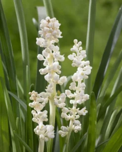 Liriope Muscari Alba - White Lily Turf -Plant Garden World DEAAD98A46D6F58DDE3DA48453914AD2
