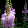 Physostegia Virginiana Rosea - Obedient Plant