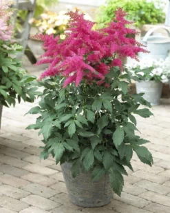 Astilbe Younique Pink