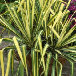 Yucca Colour Guard - Variegated Adams Needle - Large -Plant Garden World DFB2825FD4EB9782E3054B75882DA957 2