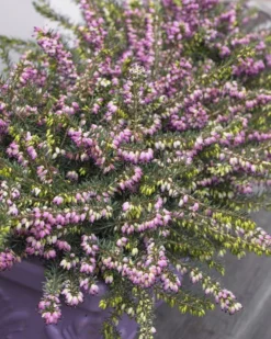 Heather Collection - Pack Of 12 - Winter Hardy Evergreen Plants In Bud 12 Heather Collection - Pack Of 12 - Winter Hardy Evergreen Plants In Bud -Plant Garden World E10A1F104E4188EC2769433ED34C4725