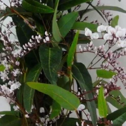Hardenbergia Violacea Alba "Free N Easy" - Evergreen White Coral Pea
