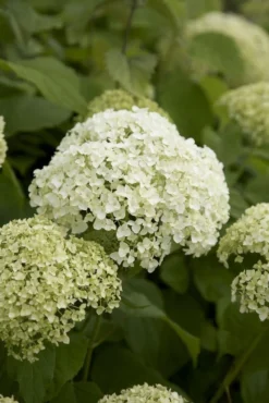 Hydrangea Annabelle - Pack Of THREE Large Flowered Hydrangea Plants 9 Hydrangea Annabelle - Pack Of THREE Large Flowered Hydrangea Plants -Plant Garden World E2C2C4B7D4938D6AF1586CCEBA17C0B5