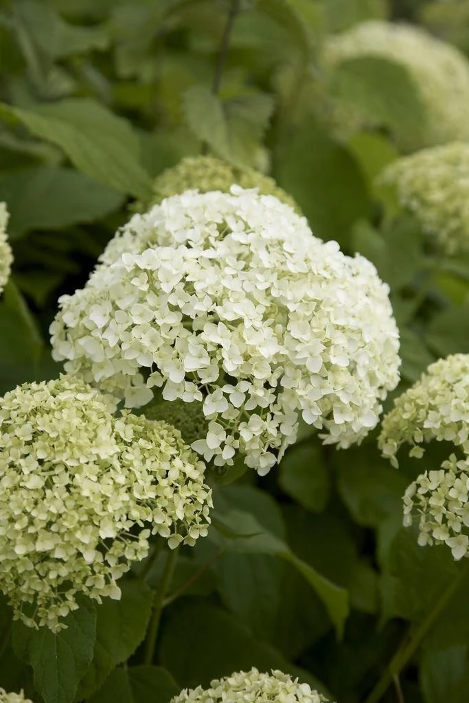 Hydrangea Annabelle - Pack Of THREE Large Flowered Hydrangea Plants 3 Hydrangea Annabelle - Pack Of THREE Large Flowered Hydrangea Plants - Image 3