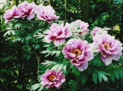 Tree Peony Collection - Selection Of THREE Plants - Paeonia Suffruticosa Peonies In Mixed Colours -Plant Garden World E34A4727B1543B9E8F95289FCCBC752F 1