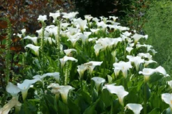Zantedeschia Aethiopica 'Crowborough' - Hardy White Calla Arum Lily