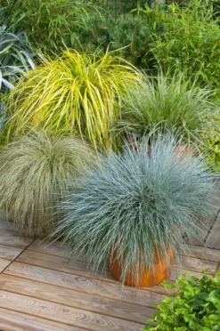 Gorgeous Grass - Pack Of TEN Amazing Ornamental Grasses -Plant Garden World E4BF3B29EEE7137489EE0699D09B042C