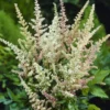 Astilbe Peaches And Cream