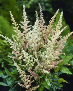 Astilbe Peaches And Cream