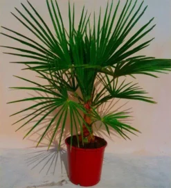 Trachycarpus Fortunei - LARGE Hardy Windmill Palm - 100-120cm -Plant Garden World E5B9B9E5281854BBC5BD906F9B8B4ED7 1