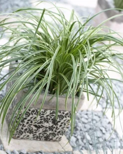 Carex Silver Sceptre - Pack Of THREE Plants 6 Carex Silver Sceptre - Pack Of THREE Plants -Plant Garden World E68096AD330D21146559C488128166B8 1