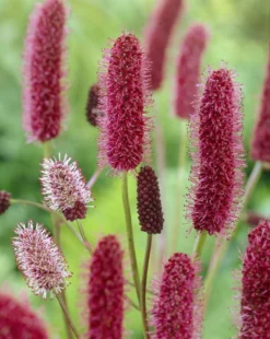 Sanguisorba Menziesii