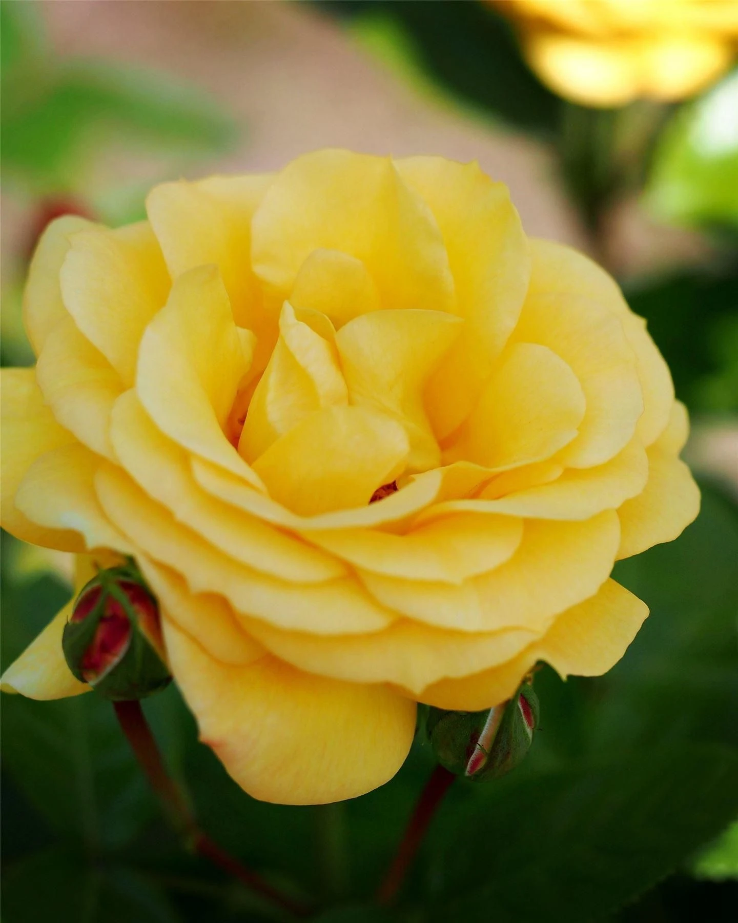 Rose Climbing Arthur Bell - Climbing Rose 1 Rose Climbing Arthur Bell - Climbing Rose