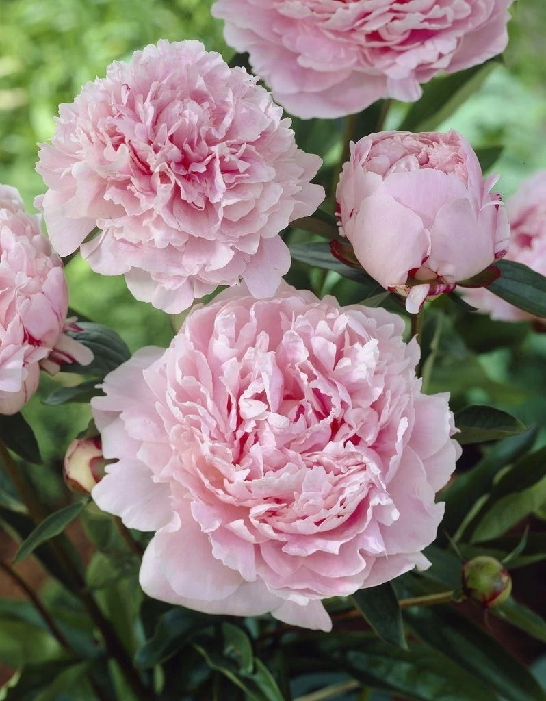 Perfumed Peony - Paeonia Sarah Bernhardt - Peony Sarah Bernhardt - Pack Of FIVE 2 Perfumed Peony - Paeonia Sarah Bernhardt - Peony Sarah Bernhardt - Pack Of FIVE - Image 2
