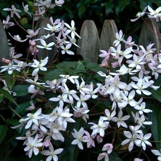 Clematis Armandii - Fragrant Evergreen Spring Flowering Clematis - Pack Of TWO Plants 3 Clematis Armandii - Fragrant Evergreen Spring Flowering Clematis - Pack Of TWO Plants - Image 3