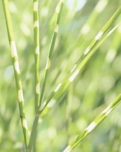 Miscanthus Sinensis Zebrinus - Zebra Grass -Plant Garden World E9DB15CF84B1E73E5DB52636A6D4A5CC