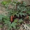 Rheum Palmatum Tanguticum Select Red - Ornamental Rhubarb