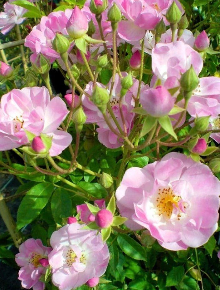 Rose Apple Blossom - Rambling Rose