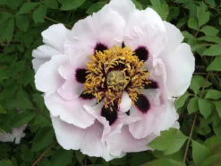Tree Peony Collection - Selection Of THREE Plants - Paeonia Suffruticosa Peonies In Mixed Colours -Plant Garden World EC7CF7AADE3C8B00BCB3DDE3AF42E214 1