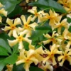 Large 5-6ft Climber - Trachelospermum Jasminoides Star Of Toscane - Star Jasmin - Rhyncospermum