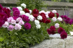 Peony Plants MEGA PACK - Exotic Looking Fragrant Garden Peony Plants Collection - Pack Of TEN Plants -Plant Garden World EDEA4F679840862CF62A1AD49754A42B 4