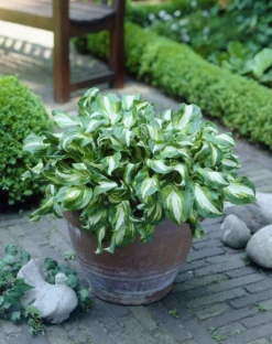Hosta Fragrant Bouquet