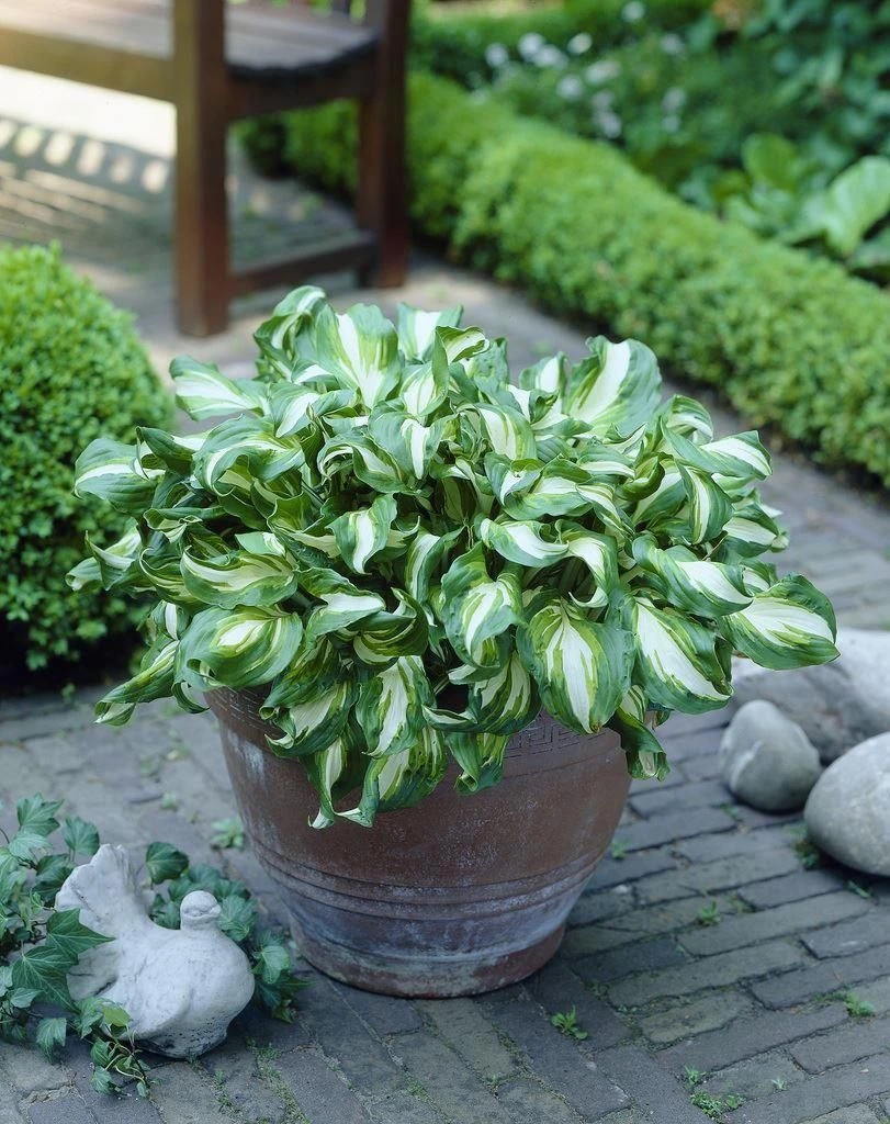 Hosta Fragrant Blue 1 Hosta Fragrant Blue