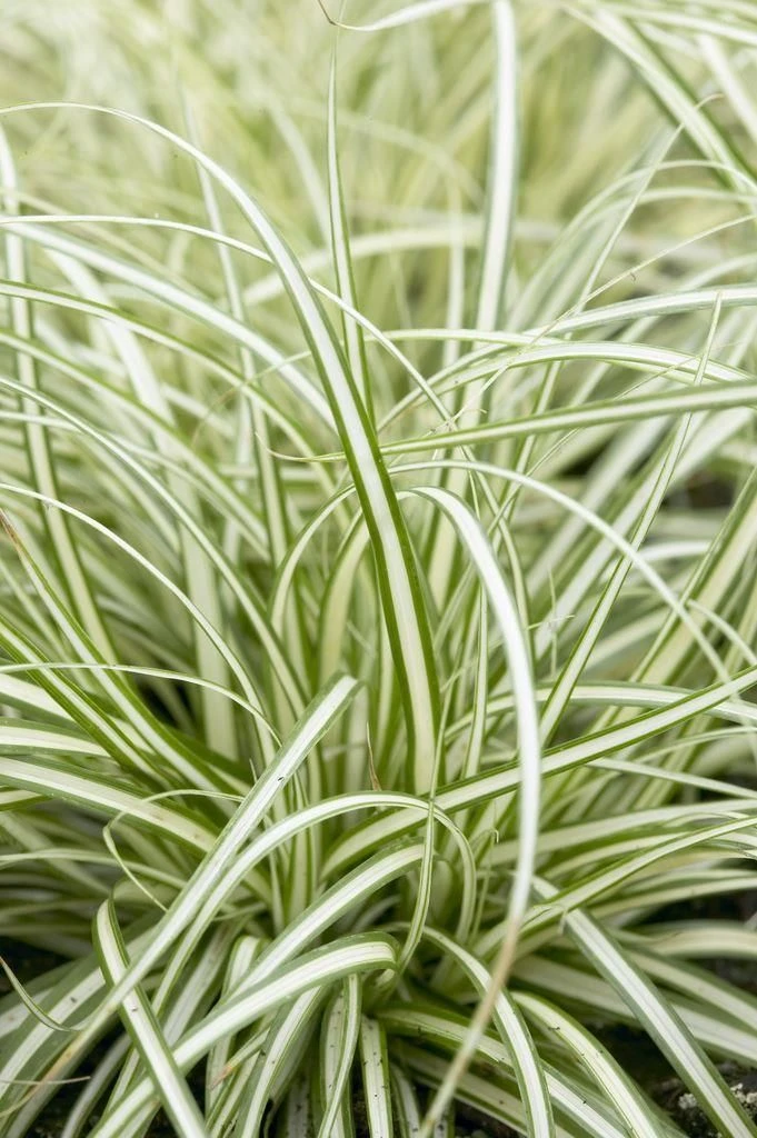 Carex Oshimensis Evergold - Japanese Sedge 4 Carex Oshimensis Evergold - Japanese Sedge - Image 4