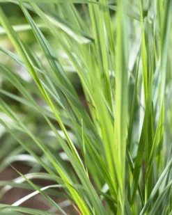 Calamagrostis Acutiflora 'Karl Foerster' - Feather Reed Grass 7 Calamagrostis Acutiflora 'Karl Foerster' - Feather Reed Grass -Plant Garden World F1C024618129C1295823BE580DEAC249 1