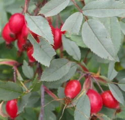 Rosa Glauca Rubrifolia - Climbing Rose - Red Leaved Rose -Plant Garden World F2AE86FF304AB07F25ED31E4A1AFB78C