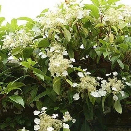 Hydrangea Seemanii (Evergreen Climbing Hydrangea) 1 Hydrangea Seemanii (Evergreen Climbing Hydrangea)