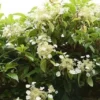 Pileostegia Viburnoides - Evergreen Climbing Hydrangea