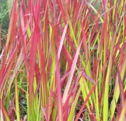 Imperata Cylindrica Rubra Red Baron - Japanese Blood Grass - LARGE -Plant Garden World F4443A834FB9807E93821DD327973F5F 1