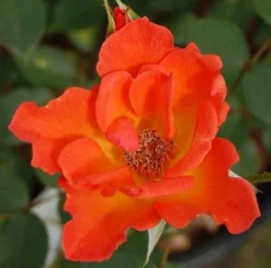 Rose Warm Welcome - Climbing Rose