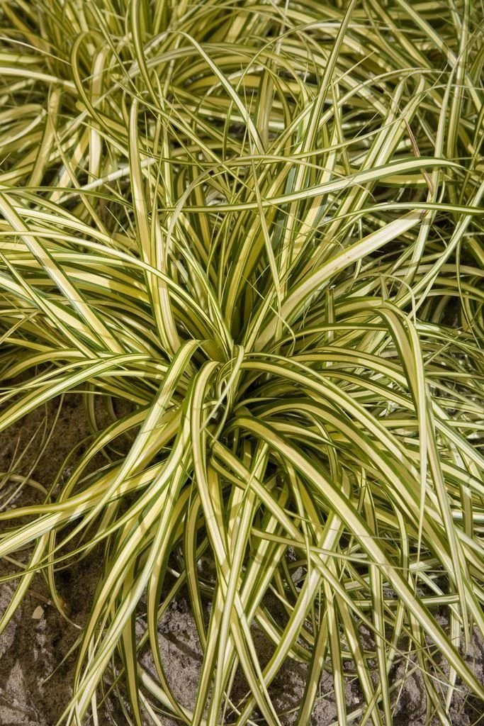 Carex Oshimensis Evergold - Japanese Sedge 3 Carex Oshimensis Evergold - Japanese Sedge - Image 3