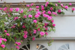 Climbing Rose Zephirine Drouhin - The Thornless Rose