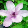 Large 6-7ft Specimen Climber - Clematis Pope John Paul II