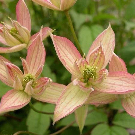 Large 6-7ft Climber - Clematis Montana Marjorie - Late Spring Flowering Clematis 1 Large 6-7ft Climber - Clematis Montana Marjorie - Late Spring Flowering Clematis