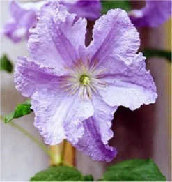 Clematis Prince Charles