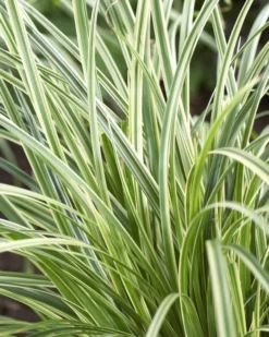 Carex Silver Sceptre - Pack Of THREE Plants 7 Carex Silver Sceptre - Pack Of THREE Plants -Plant Garden World F9B22928107E8BCF7A5440CB8FB9F78E 1