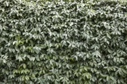 Elaeagnus Ebbingei Compacta - LARGE Circa 100-120cms Tall Bushy Evergreen -Plant Garden World FAB767D0B2DB26AC9BE1DCF89F27D2E7 1