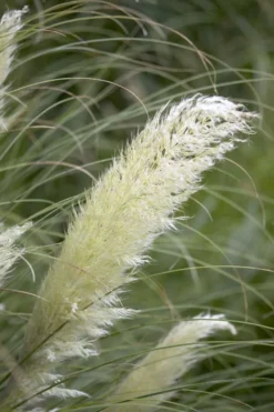 Dwarf Pampas Grass - Cortaderia Selloana Pumila -Plant Garden World FB266911627B69CE14ACE9C56DAE78F2
