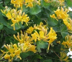 Lonicera X Tellmanniana - Honeysuckle -Plant Garden World FB8FA0FA19728D7954550254DD37A1F7
