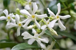 Star Jasmin - Fragrant Evergreen Trachelospermum Climber Pyramid -Plant Garden World FC98EFF3D74EB5B72E8859DEA577404F