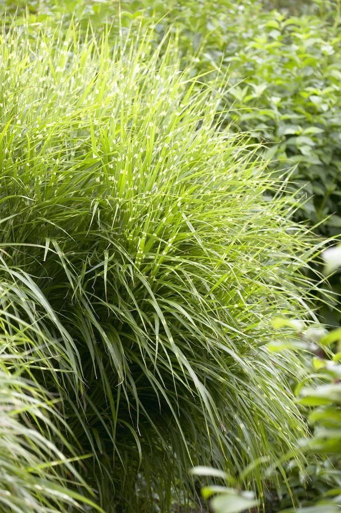 Miscanthus Sinensis Zebrinus - Gold Banded Zebra Grass - LARGE SPECIMEN 2 Miscanthus Sinensis Zebrinus - Gold Banded Zebra Grass - LARGE SPECIMEN - Image 2