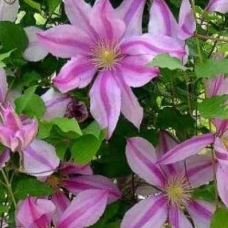 Clematis Nelly Moser 1 Clematis Nelly Moser